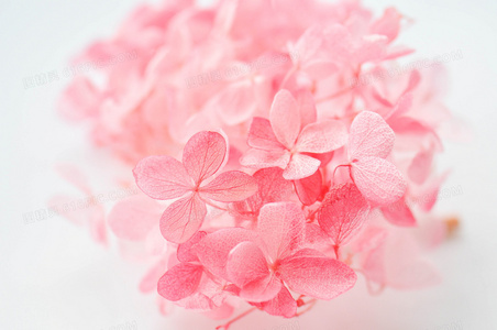 山田君与7个魔女 OAD：学园祭的魔法与心跳