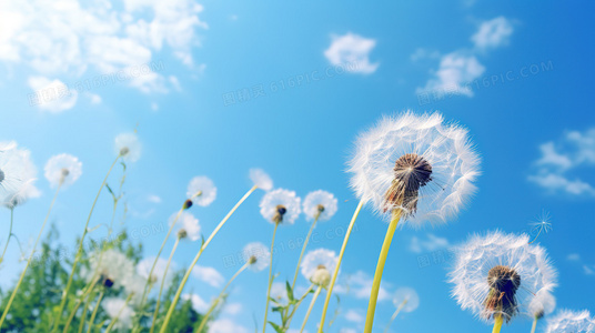 血与荣耀：从街头到殿堂的黑帮史诗