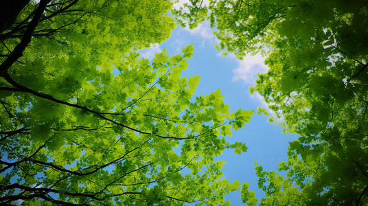 战争遗产:龙狼血战对幻想世界格局的深远影响