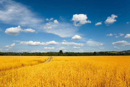 迷雾中的灯塔：律师在道德深渊中的艰难抉择