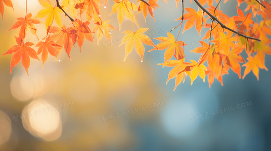 阴阳眼少女与七只引路猫的诡异档案